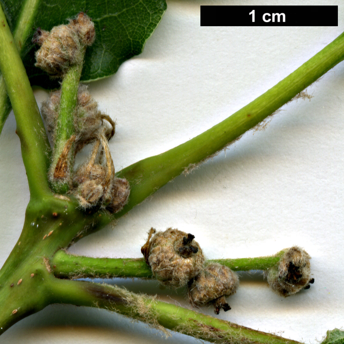 High resolution image: Family: Fagaceae - Genus: Quercus - Taxon: ×streimii - SpeciesSub: 'Kortrijk' (Q.petraea × Q.pubescens)